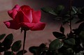 ByAnyOtherName