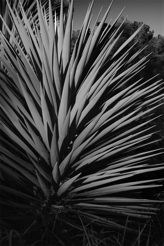 CactusGarden_1jpg.jpg