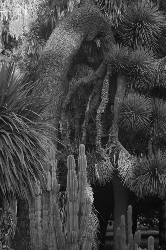 CactusGarden_5jpg.jpg