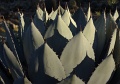 CactusGarden_2