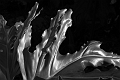 IMGP4997_1